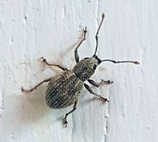 short-snouted/broad-nosed weevil