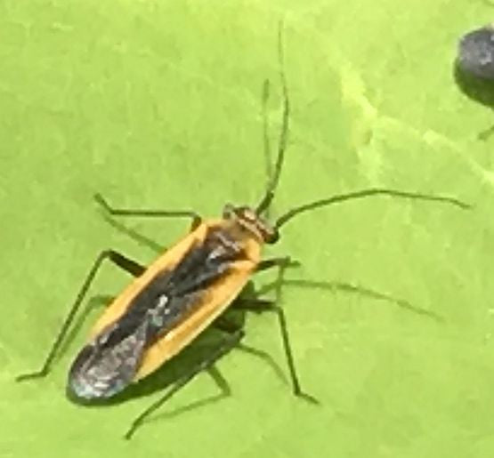plant bug