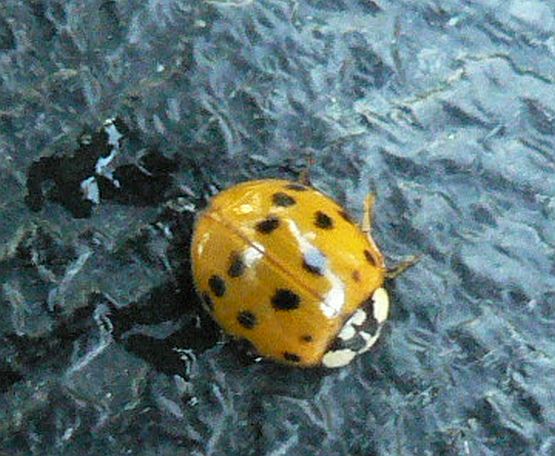 Japanese Lady Beetle