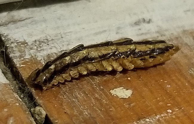 house centipede
