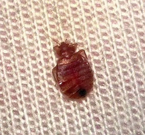 How to get rid of bed bugs.
