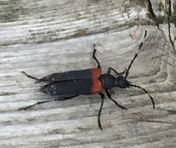 red-shouldered pine borer