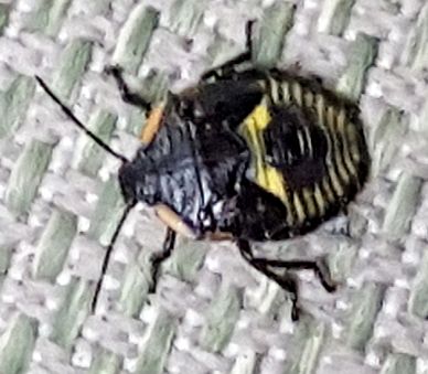 Stink bug nymph
