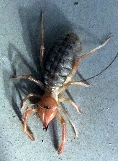 arachnid in the order Solifugae