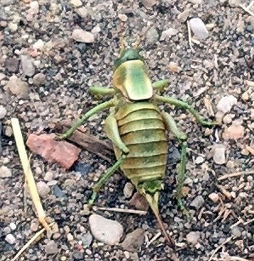 Mormon cricket