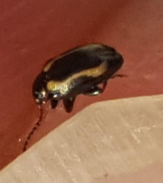 flea beetle