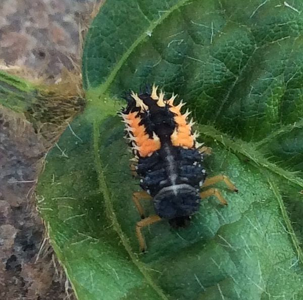 larva of a lady beetle