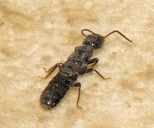 reproductive termite