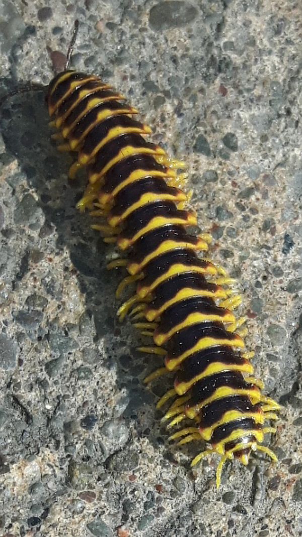 flat-backed millipede