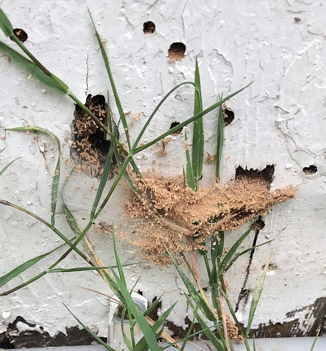 Carpenter ant nest damage