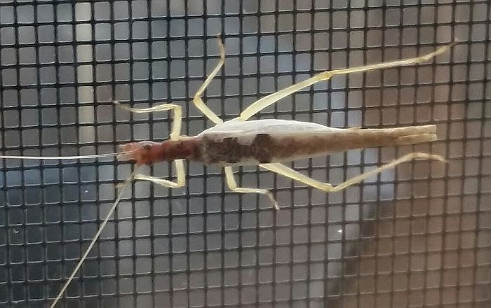 two-spotted tree cricket