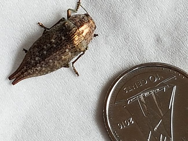 metallic wood-boring beetle