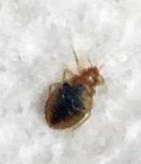 Bed Bugs are attracted to dirty laundry