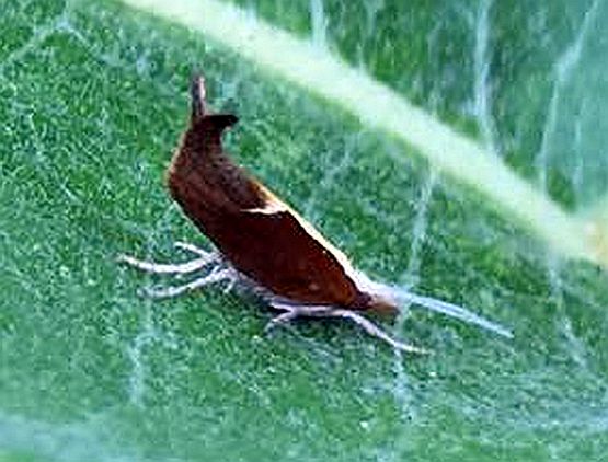Slug, snail, chrysalis?