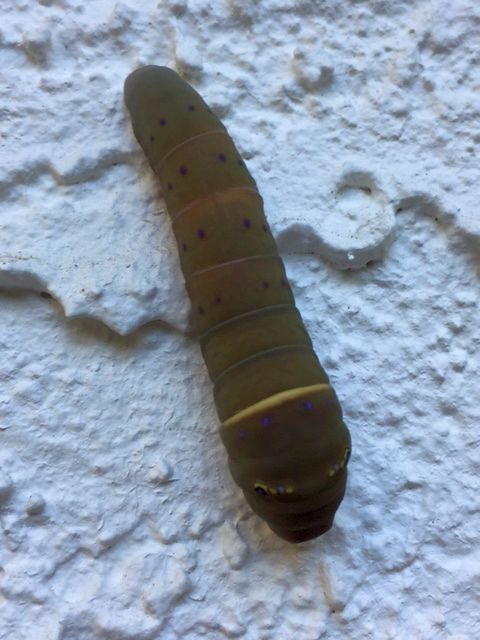 caterpillar of a swallowtail butterfly