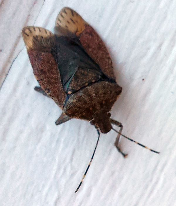 brown marmorated stink bug