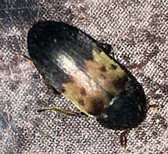 larder beetle, Dermestes lardarius