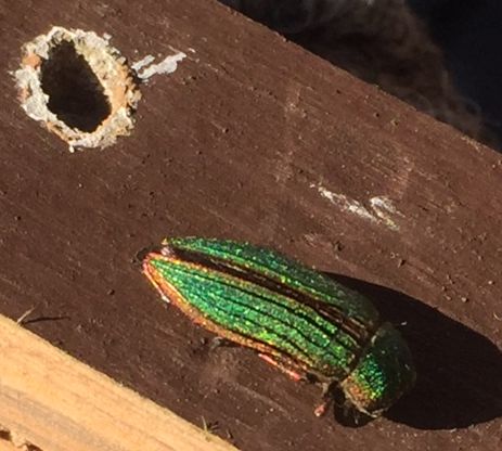 golden buprestid beetle