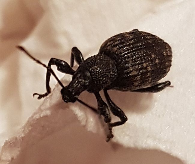 Black vine weevil