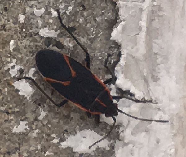 Boxelder bugs