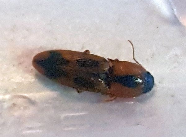 click beetle