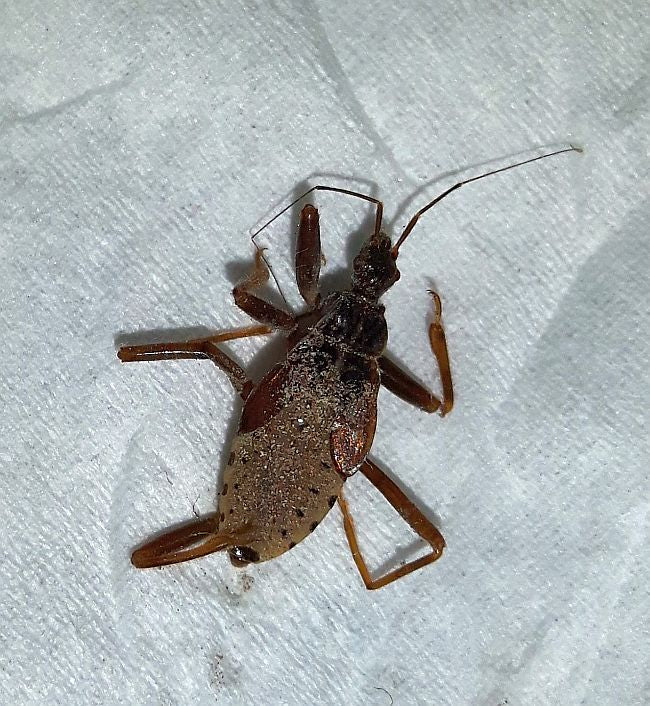 Assassin bug nymph