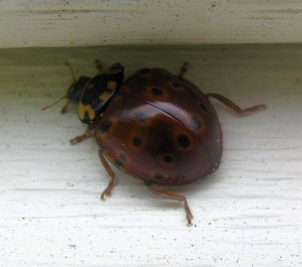 eye-spotted lady beetle