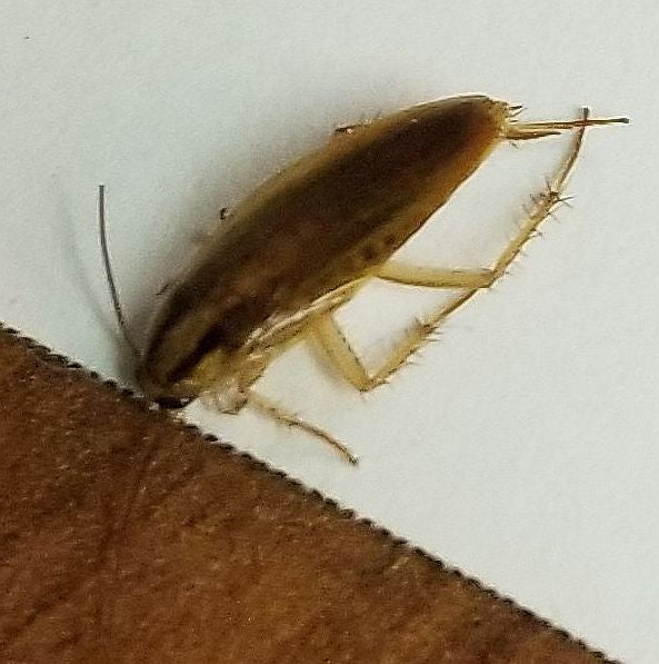 German cockroach