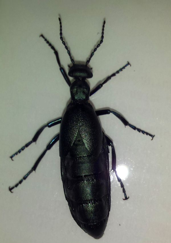 oil beetle, a type of blister beetle