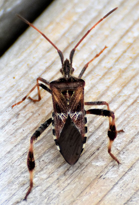 western conifer seed bug