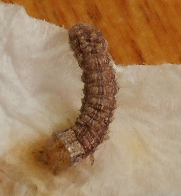 harmless accidental intruder