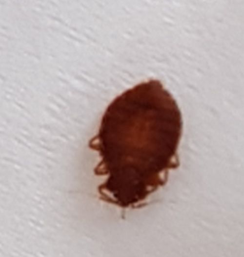 Bed bug