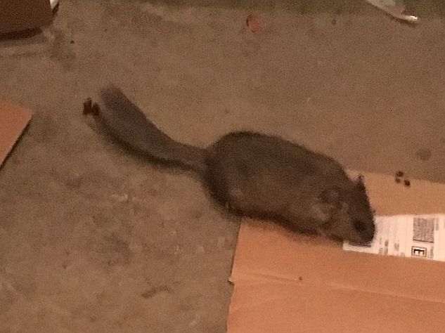 Pack Rat