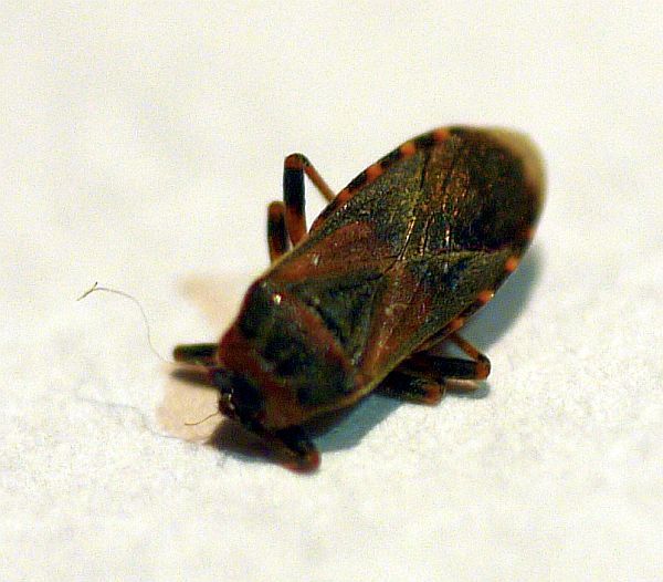 elm seed bug