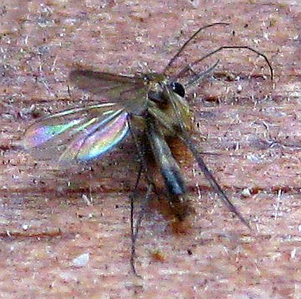 Fungus gnat