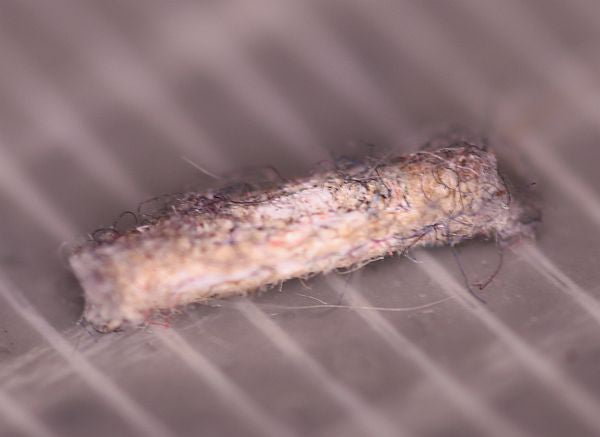 case-bearing clothes moth