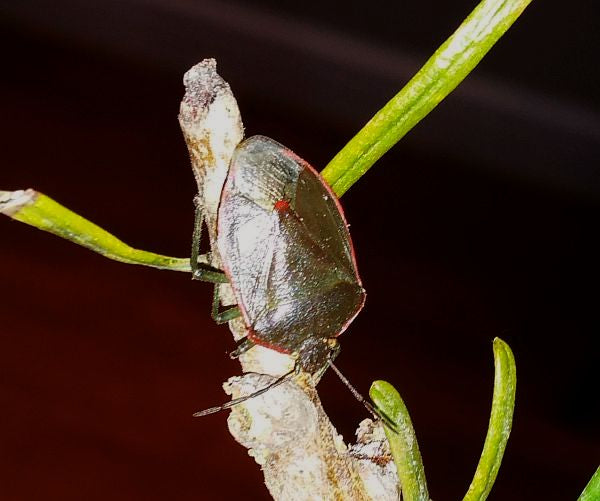 Stink Bug