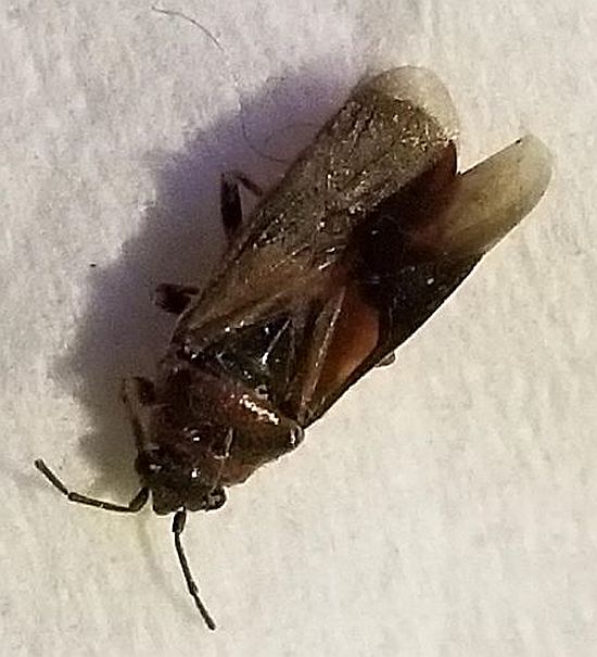 elm seed bug