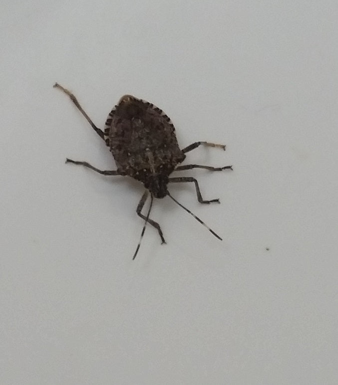 Brown Marmorated Stink Bug