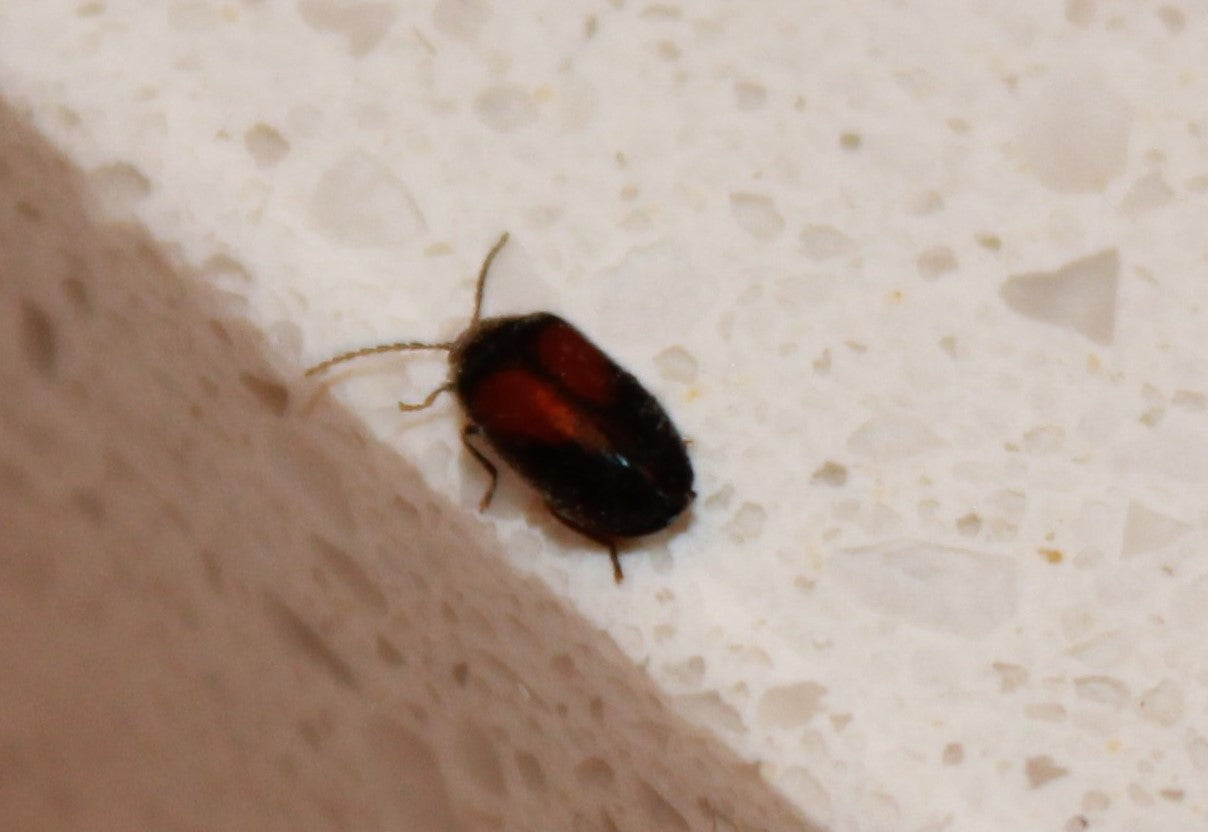 leaf beetle
