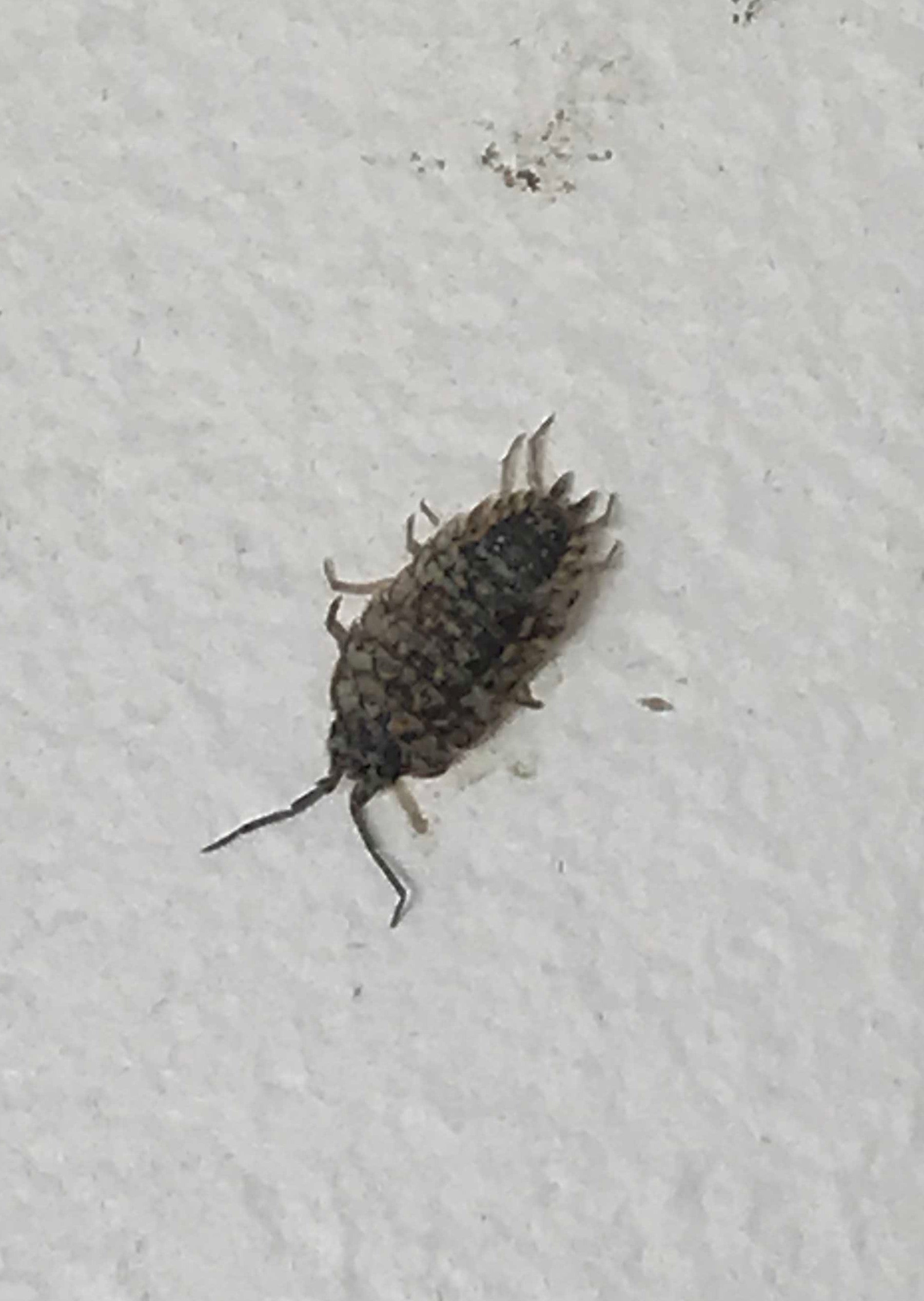 Terrestrial Crustacean