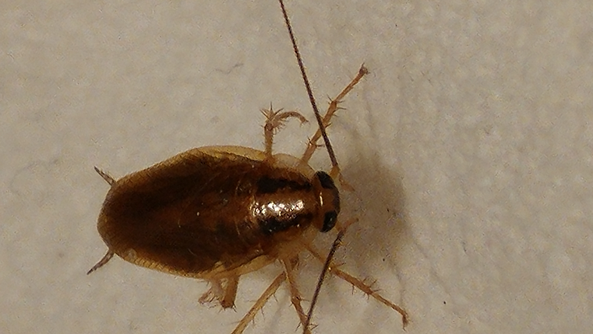 German cockroach