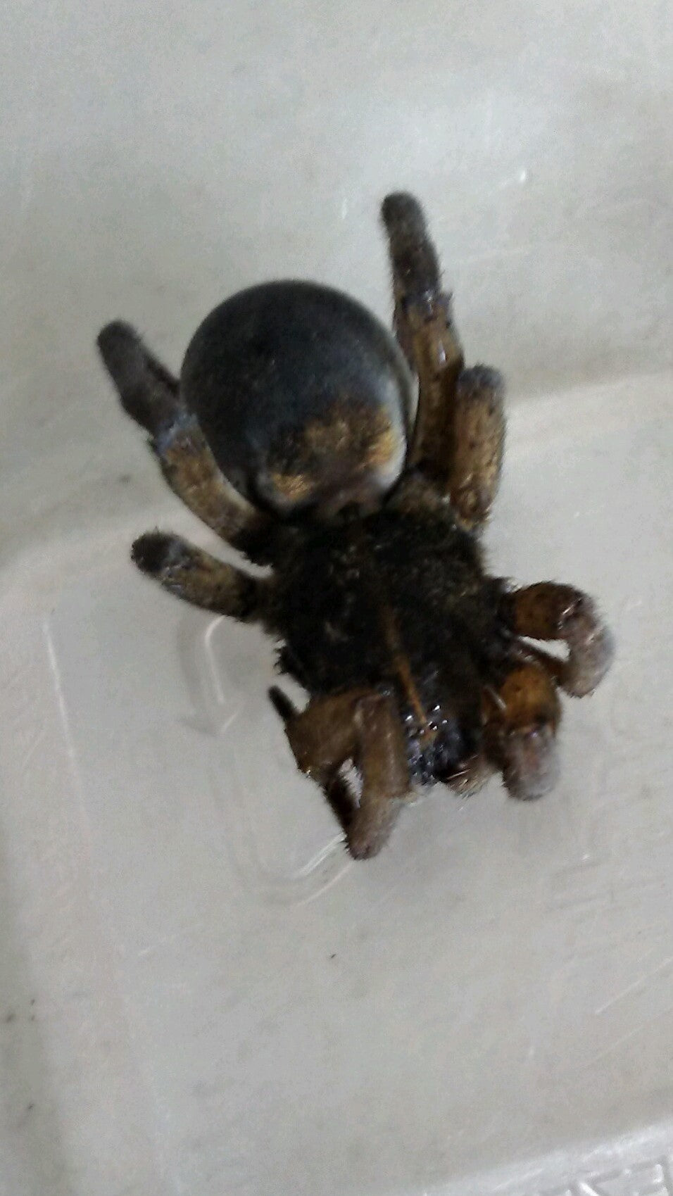 Wolf Spider