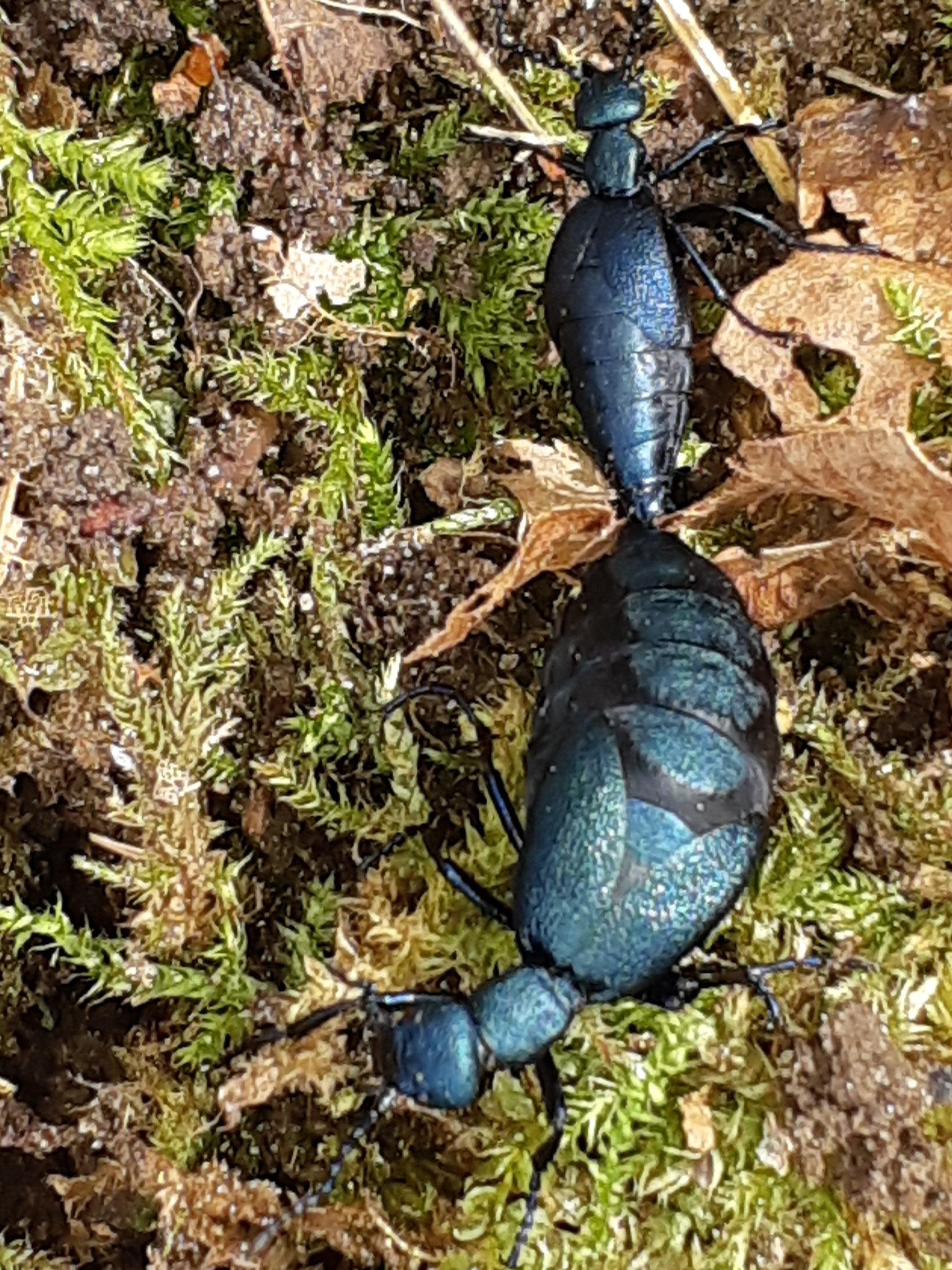 Blister beetle