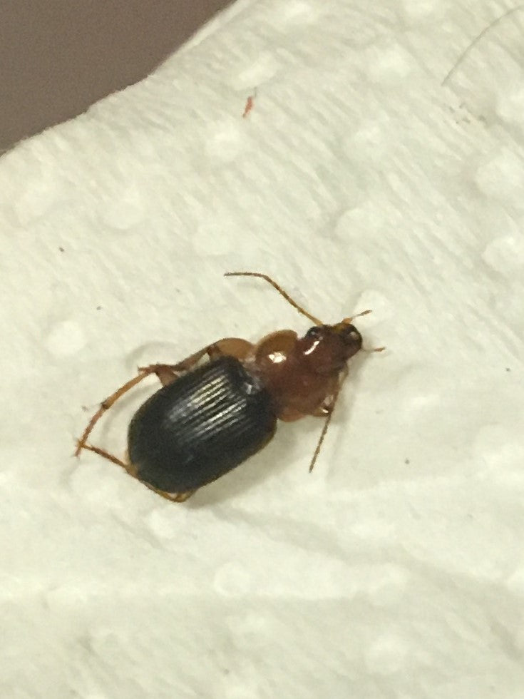 Ground Beetle