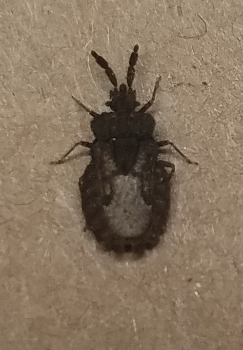 Flat bug