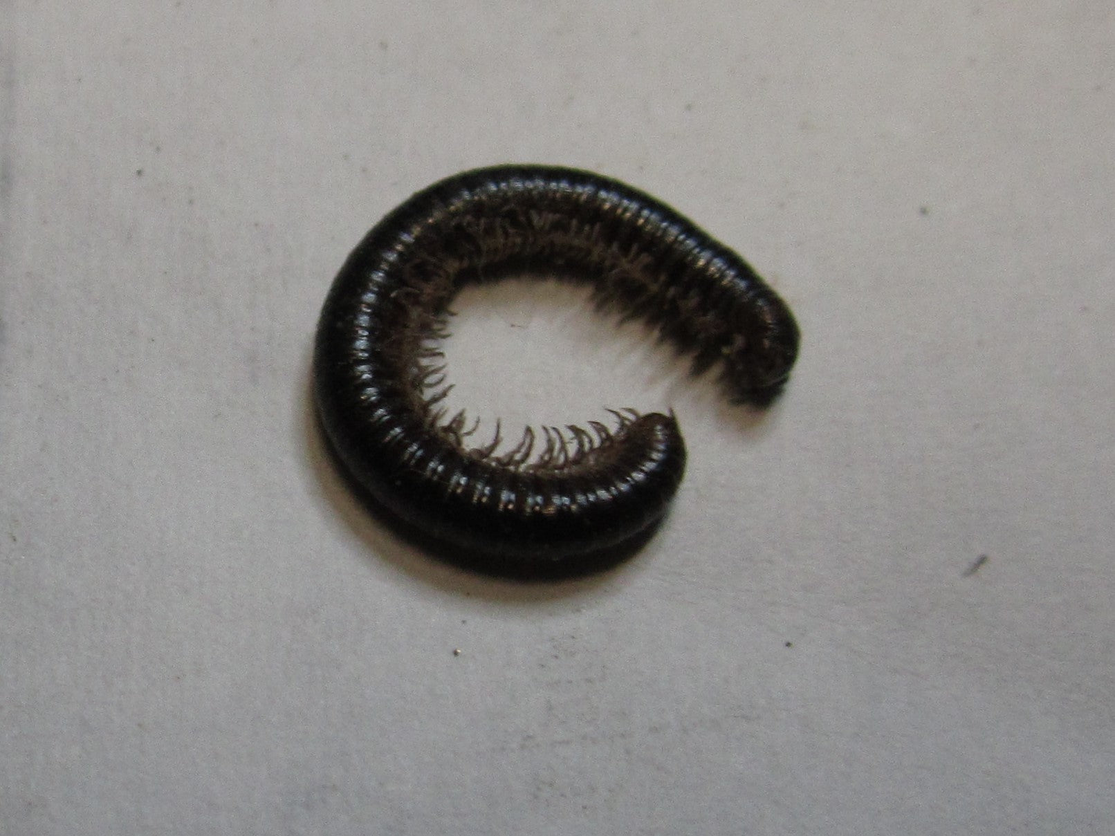 Millipede