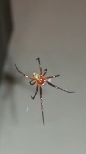 Orb-Weaving Spider