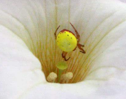 Sixspotted Orbweaver
