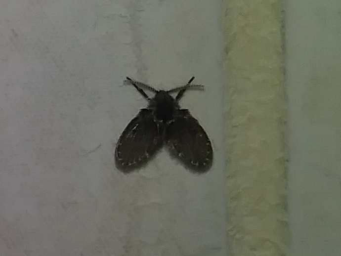 Moth Fly